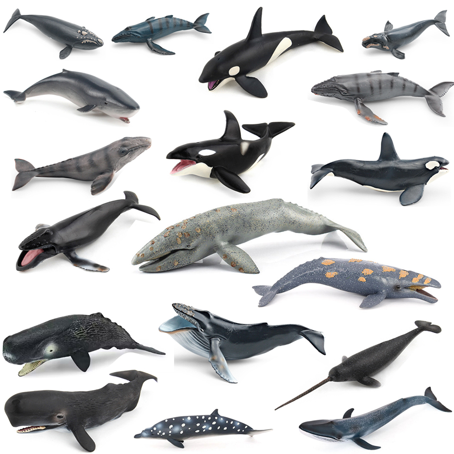 Realistic Humpback Whale Sperm - Kids Educational Game ulasan dan harga
